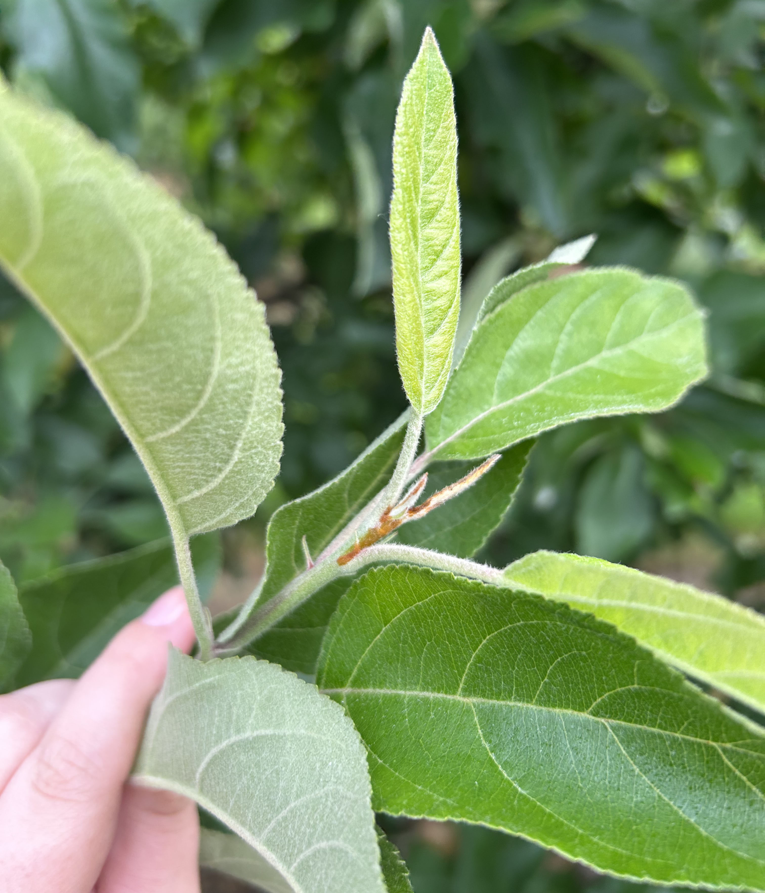 Oriental Fruit Moth Damage_Lindsay Brown.jpg